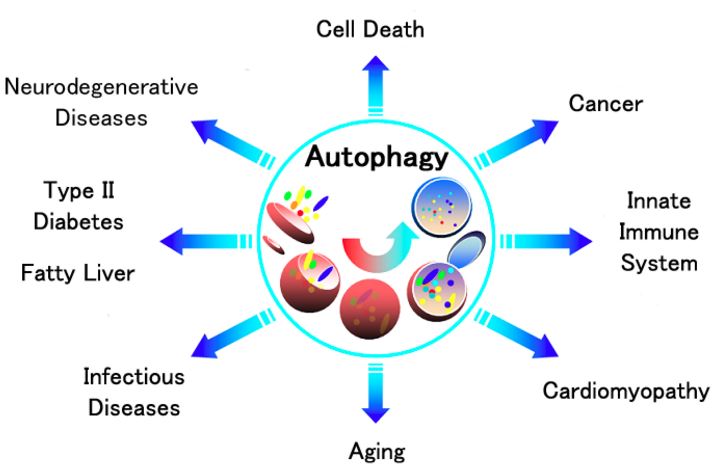 AUTOPHAGY