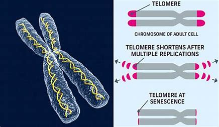 telomere